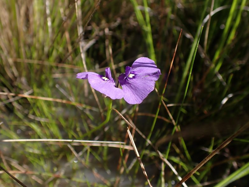 Utricularia beaugleholei, photographed by Nina Kerr