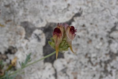 Linaria tristis, photographed by Julia Moning