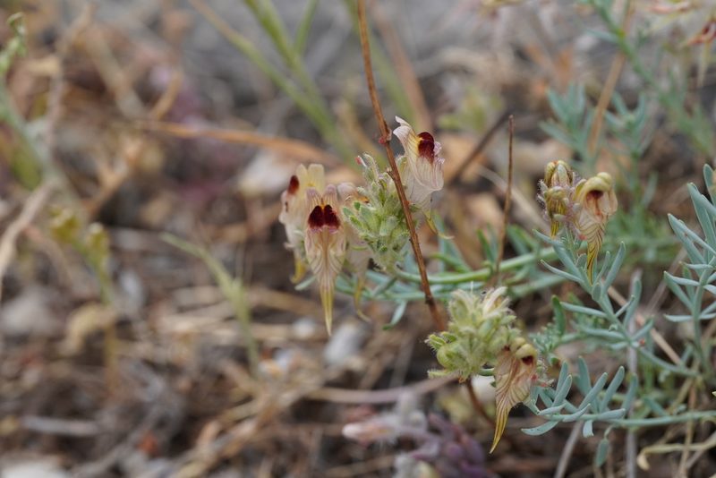 Linaria tristis, photographed by Julia Moning