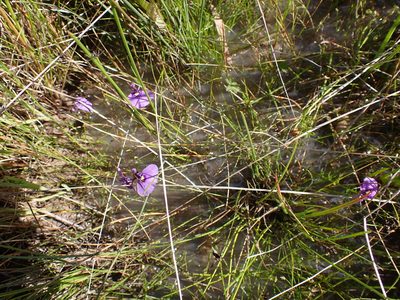 Utricularia beaugleholei, photographed by Nina Kerr
