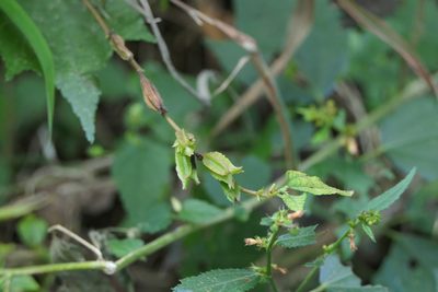 Corchorus aestuans, photographed by Dinesh Valke