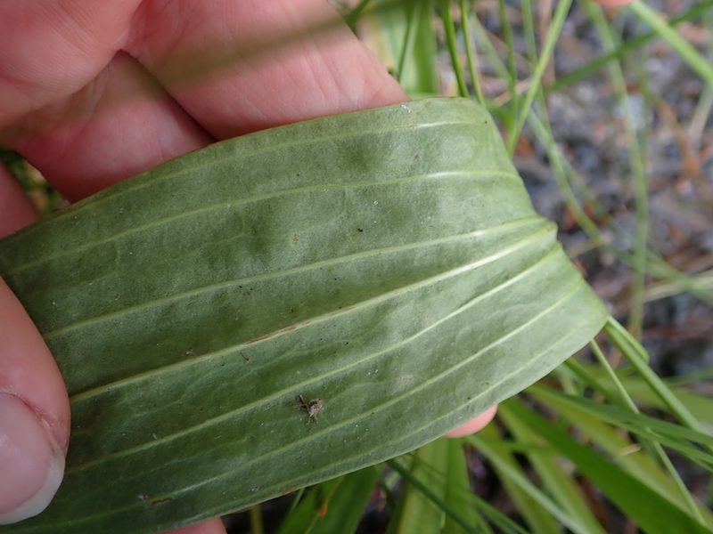 Plantago macrocarpa, photographed by Ellyne Geurts