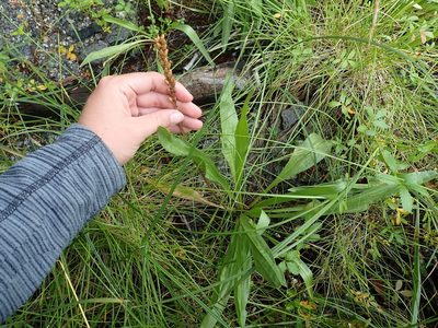Plantago macrocarpa, photographed by Ellyne Geurts