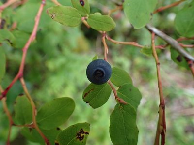 Vaccinium ovalifolium, photographed by Ellyne Geurts