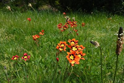 Sparaxis tricolor, photographed by Jon Sullivan