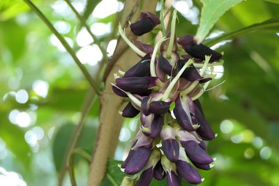 Mucuna pruriens, photographed by Dinesh Valke