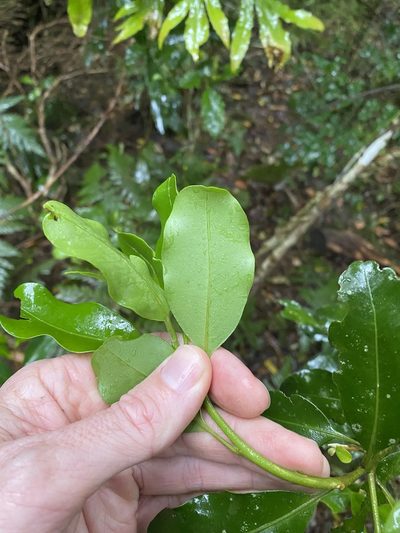Myrsine howittiana, photographed by Greg Tasney