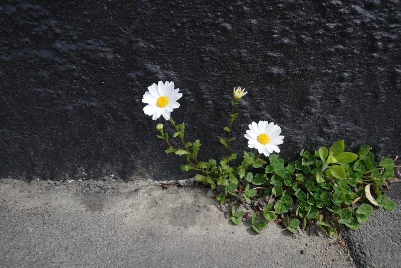 Mauranthemum paludosum, photographed by Jon Sullivan