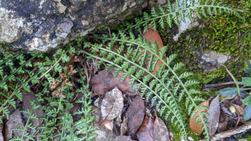 Asplenium fontanum, photographed by Javier Eusamio