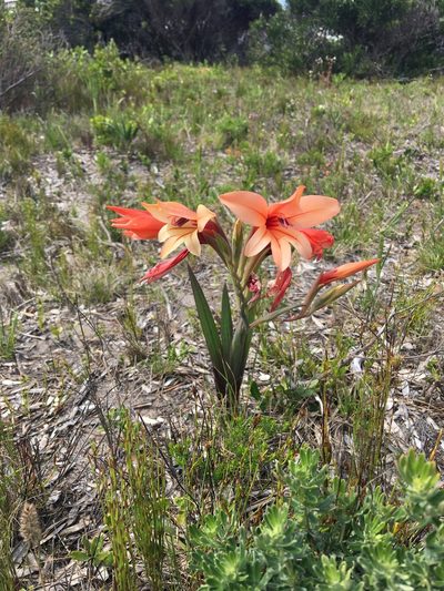 Gladiolus miniatus, photographed by Charleen Brunke