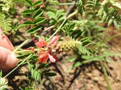 Indigofera oxytropis, photographed by Matthew Fainman