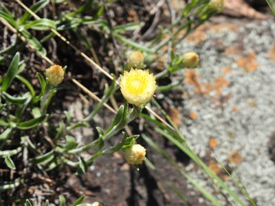 Helichrysum chionosphaerum, photographed by Matthew Fainman