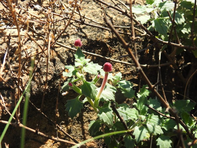 Zaluzianskya katharinae, photographed by Matthew Fainman