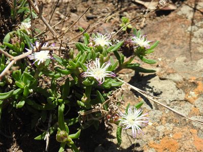 Delosperma herbeum, photographed by Matthew Fainman