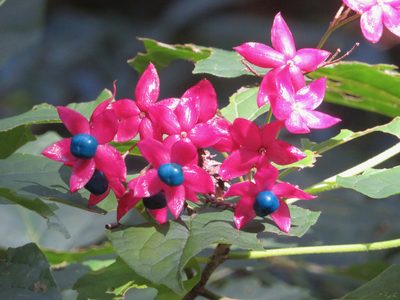 Clerodendrum trichotomum, photographed by Marco Mussita