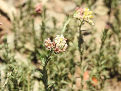 Helichrysum rugulosum, photographed by Matthew Fainman