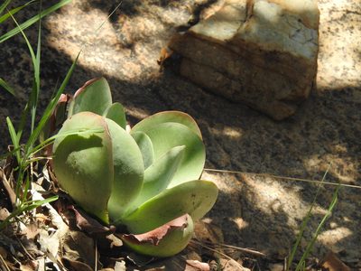 Kalanchoe thyrsiflora, photographed by Matthew Fainman