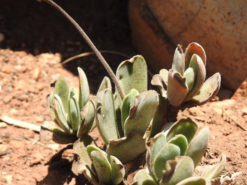 Crassula globularioides, photographed by Matthew Fainman