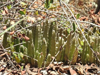 Stapelia gigantea, photographed by Matthew Fainman