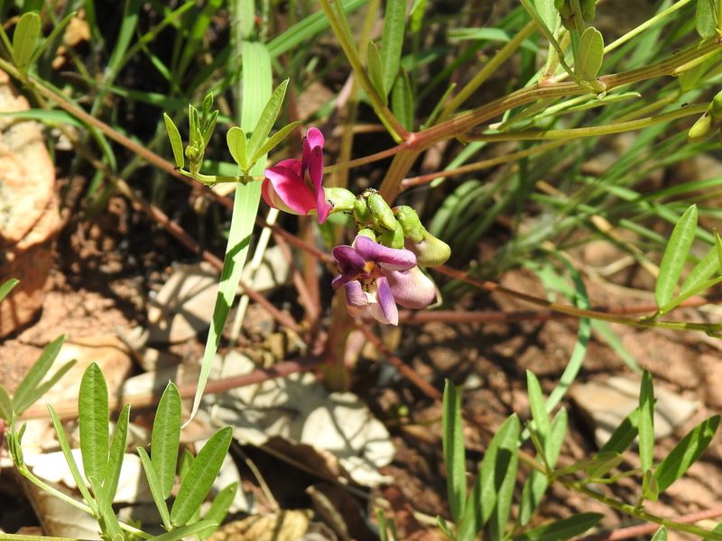 Sphenostylis angustifolia, photographed by Matthew Fainman