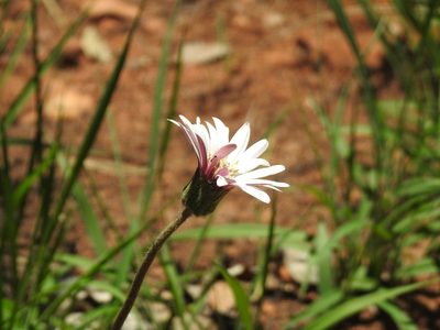 Gerbera viridifolia, photographed by Matthew Fainman