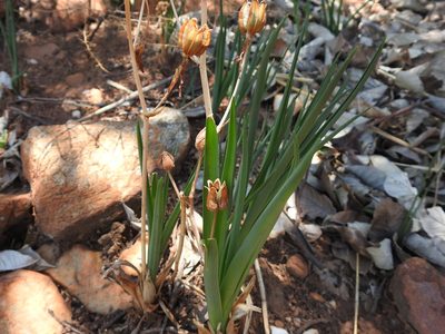 Albuca setosa, photographed by Matthew Fainman