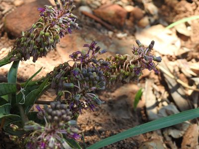 Ledebouria luteola, photographed by Matthew Fainman