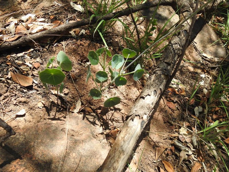 Senecio oxyriifolius, photographed by Matthew Fainman