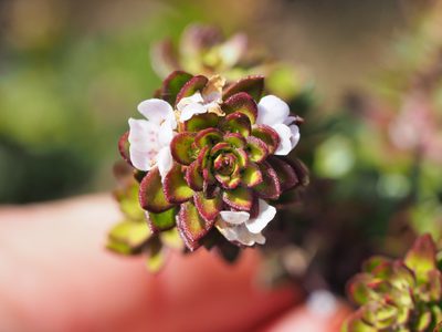 Westringia rubiifolia, photographed by Jesse de Vries