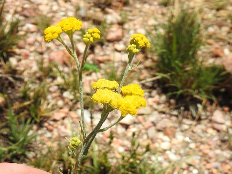 Nidorella hottentotica, photographed by Matthew Fainman
