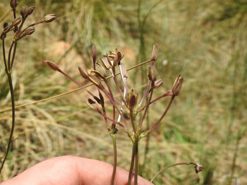 Kohautia amatymbica, photographed by Matthew Fainman