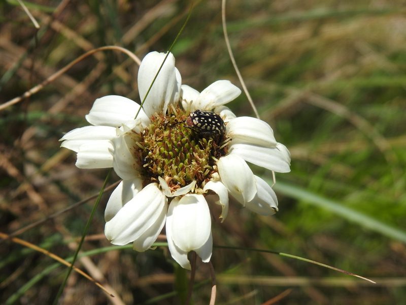 Callilepis leptophylla, photographed by Matthew Fainman