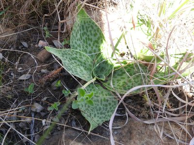 Ledebouria ovatifolia, photographed by Matthew Fainman