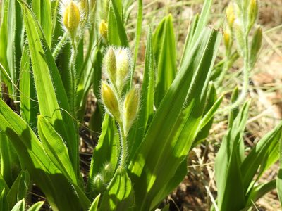 Hypoxis galpinii, photographed by Matthew Fainman