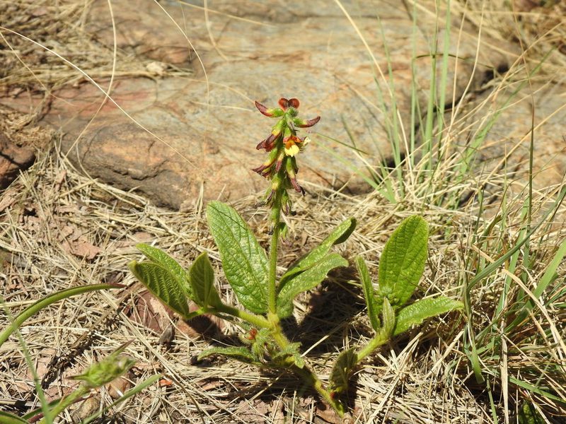 Eriosema cordatum, photographed by Matthew Fainman