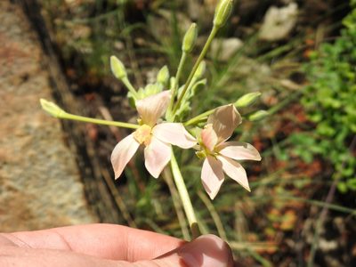 Pelargonium luridum, photographed by Matthew Fainman