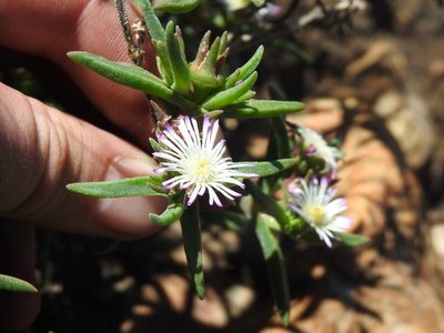 Delosperma herbeum, photographed by Matthew Fainman