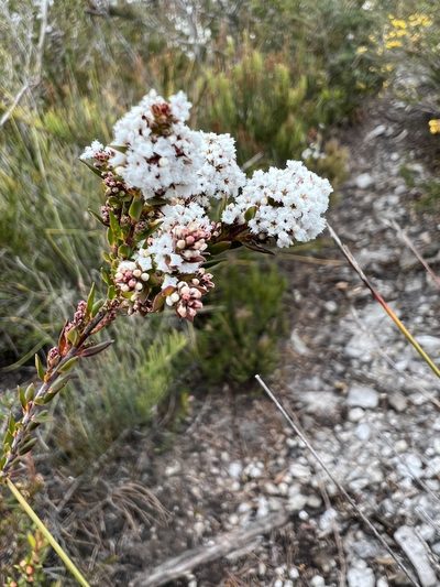 Leucopogon collinus, photographed by Ramit Singal