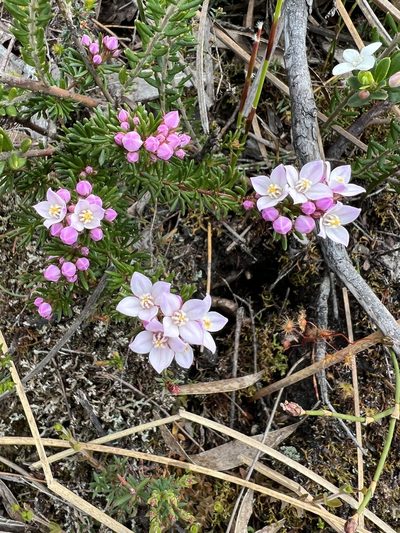 Boronia pilosa, photographed by Ramit Singal