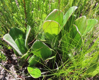 Mairia coriacea, photographed by linkie