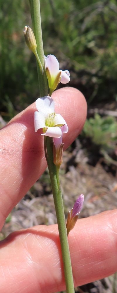 Heliophila macra, photographed by linkie