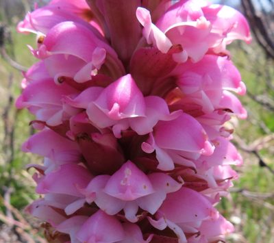 Satyrium carneum, photographed by linkie
