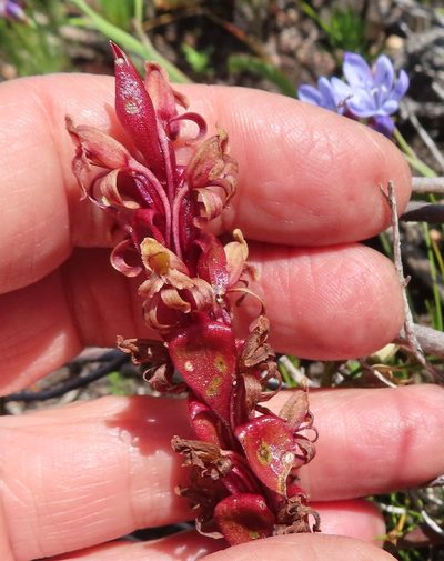 Satyrium lupulinum, photographed by linkie