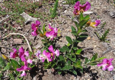 Podalyria biflora, photographed by linkie
