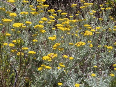 Helichrysum dasyanthum, photographed by linkie
