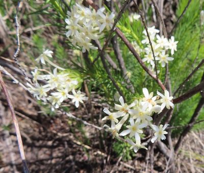 Gnidia pinifolia, photographed by linkie