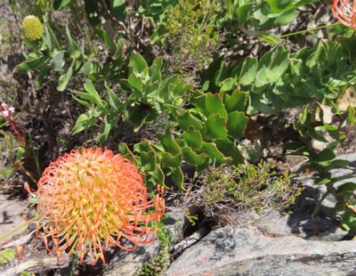 Leucospermum patersonii, photographed by linkie