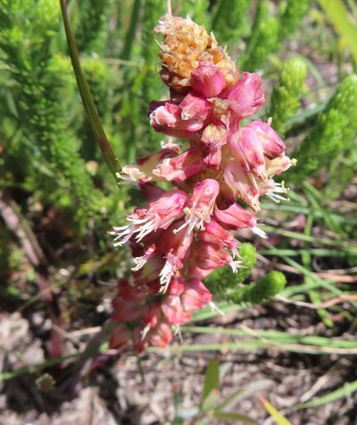 Lachenalia lutzeyeri, photographed by linkie