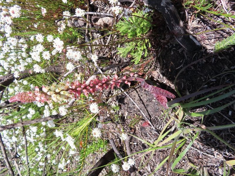Lachenalia lutzeyeri, photographed by linkie