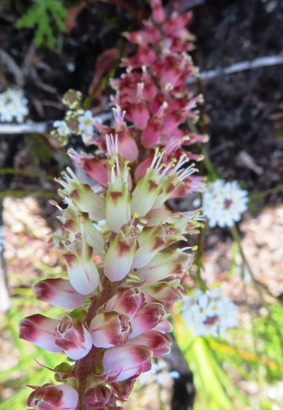 Lachenalia lutzeyeri, photographed by linkie